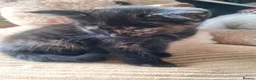 Mixed Breed cats for sale: Very nice kittens:3 boys and 3 girls - Advert 7