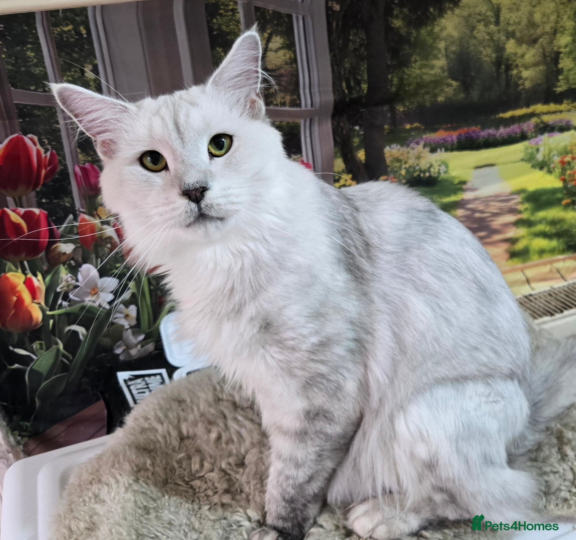 Maine Coon cats Silver shaded princess  - Advert 1