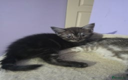 Scottish Fold cats for sale: Beautiful Scottish fold x cross kittens  - Image 6