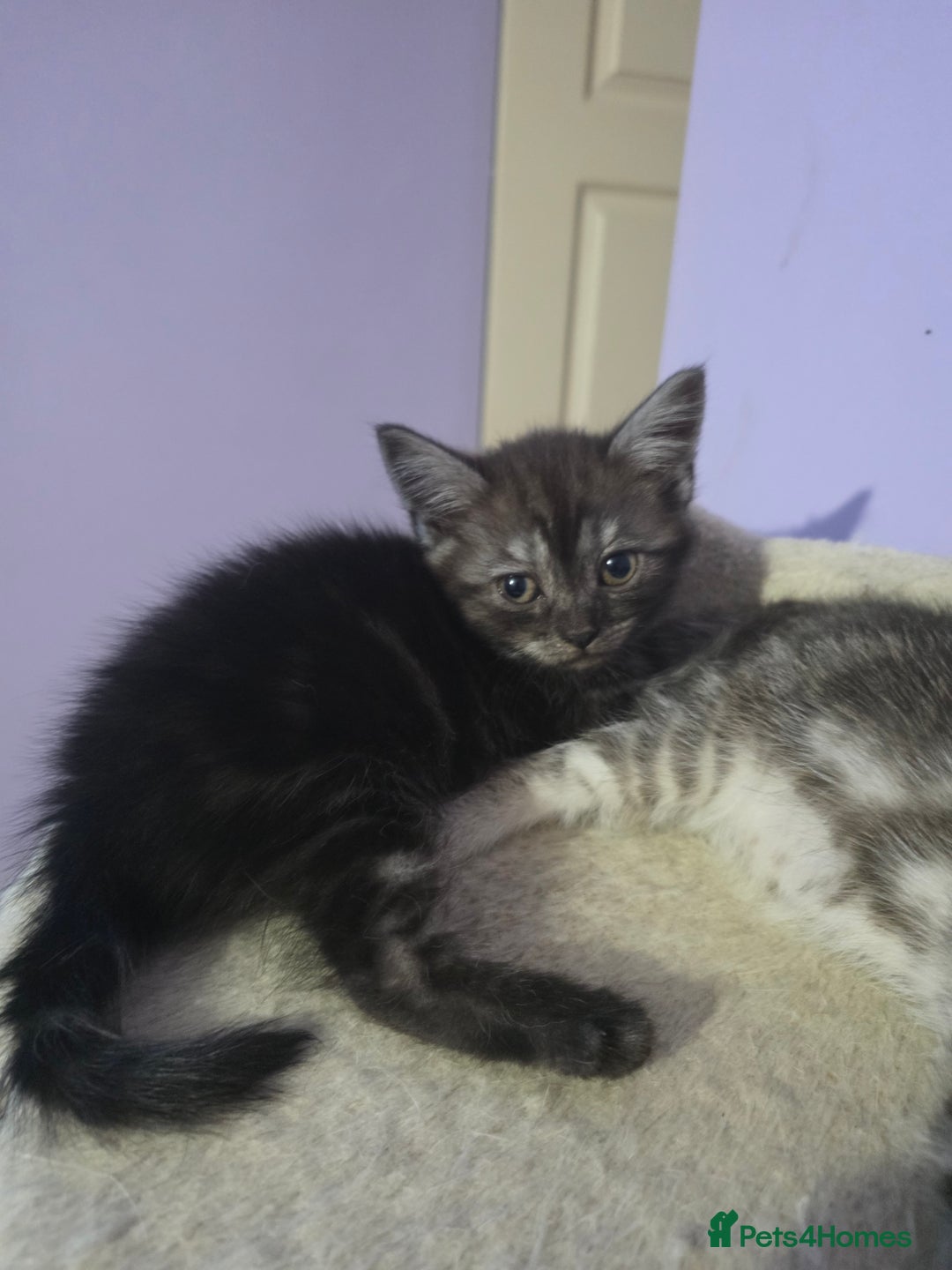 Scottish Fold cats for sale: Beautiful Scottish fold x cross kittens  - Image 6