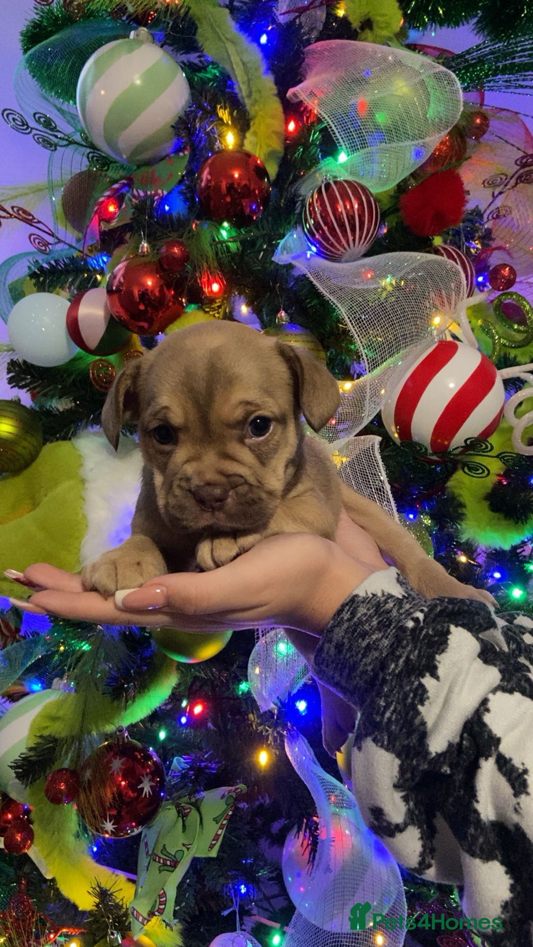 Mixed Breed dogs for sale: Only 2 beautiful girl pups left - Advert 12