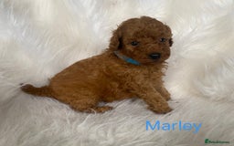 Miniature Poodle dogs for sale: Gorgeous Red Minature Poodles Puppies  - Image 8
