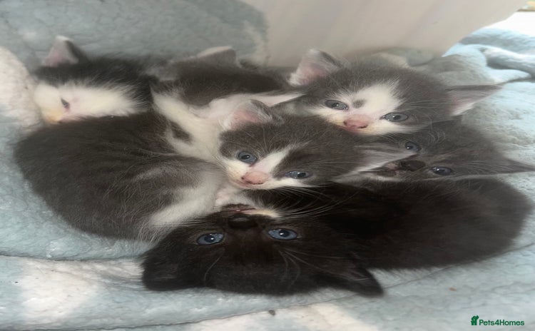 Mixed Breed cats - Advert 11