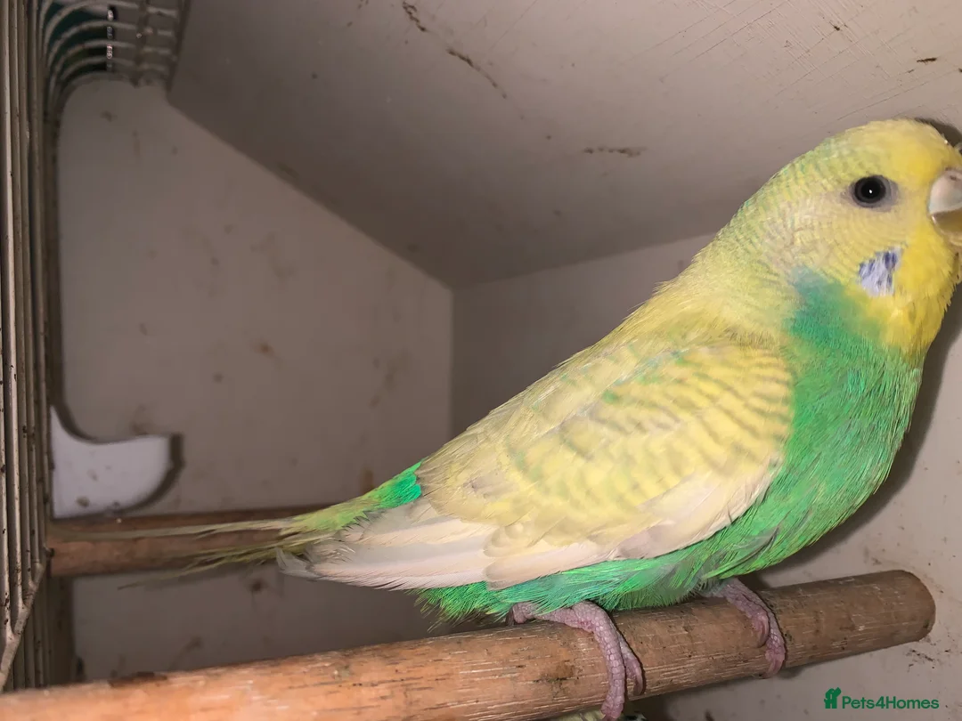 Budgerigars birds for sale: Beautiful young budgie s  - Advert 4
