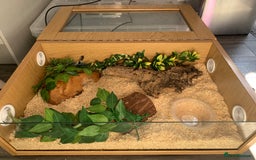 Snake reptiles for sale: Male Western Hog Nose -Stunning markings - Image 5
