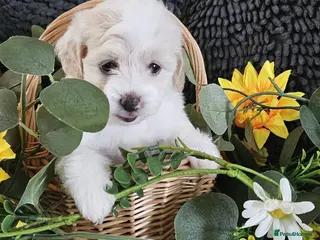 Maltipoo dogs Stunning F1 multipoo puppies - Advert 9