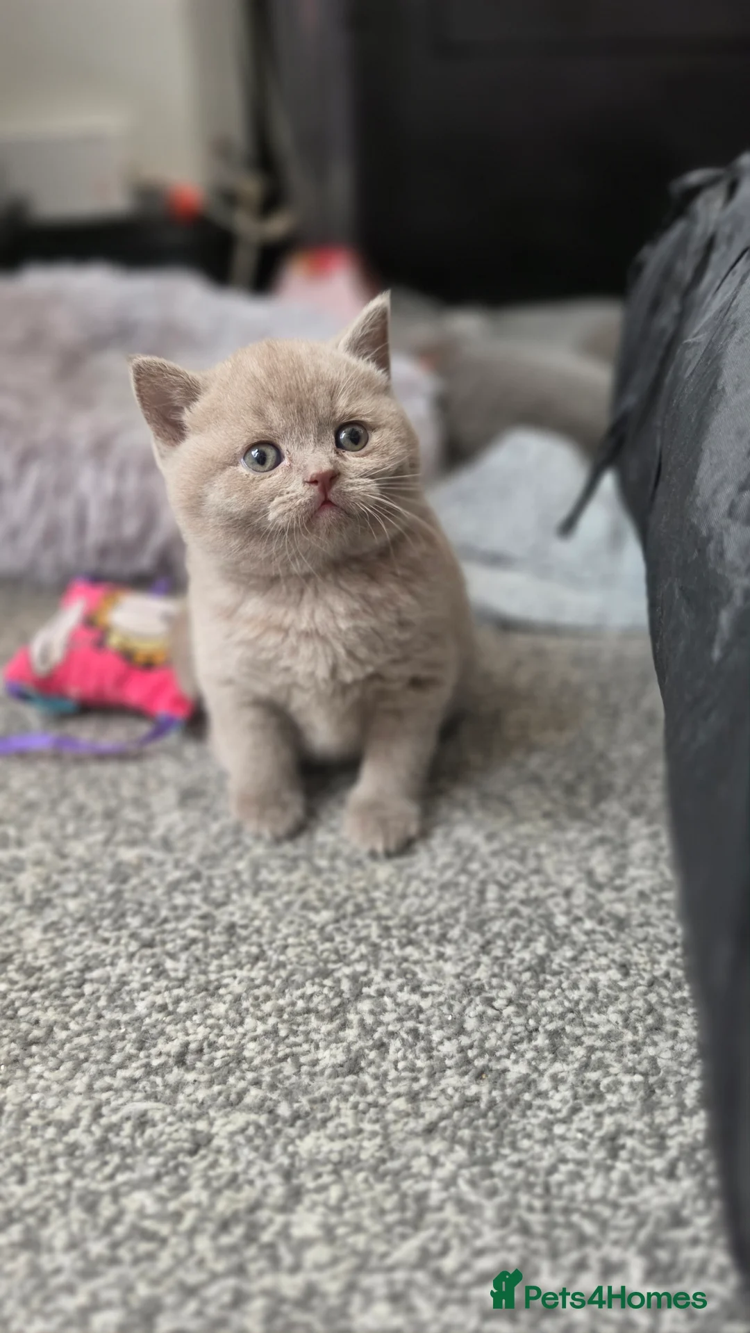 British Shorthair cats for sale: Gccf registered active kittens - Advert 25