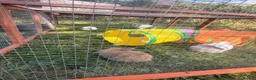 Mini Lop rabbits for sale: Mini lop bunnies  in Plymouth - Advert 10