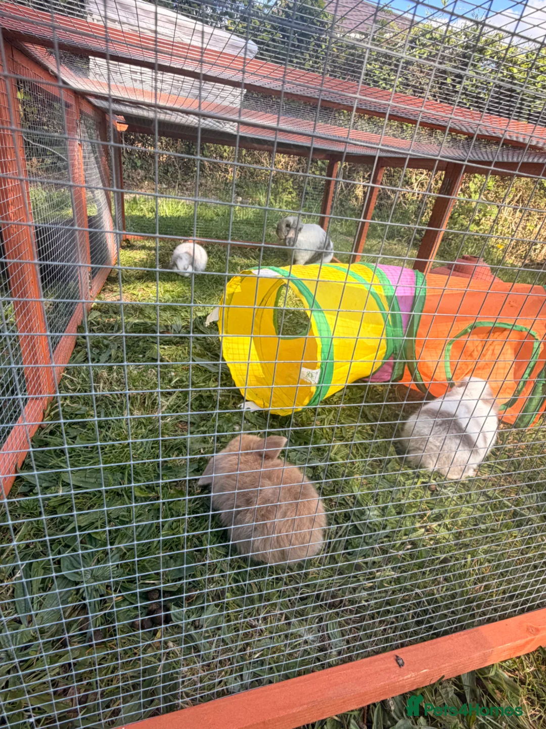 Mini Lop rabbits for sale: Mini lop bunnies  in Plymouth - Advert 10