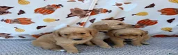 Golden Retriever dogs for sale: Beautiful golden retriever puppies - Advert 28
