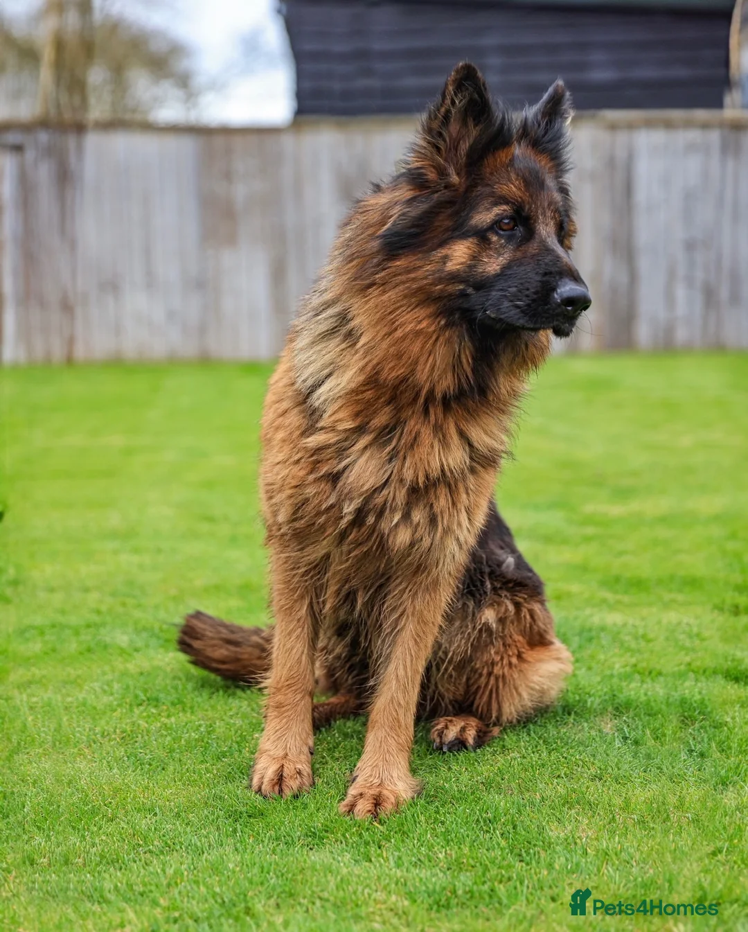 German Shepherd dogs for sale: Mature Female German Shepard 🐾🐾🐾 - Advert 2