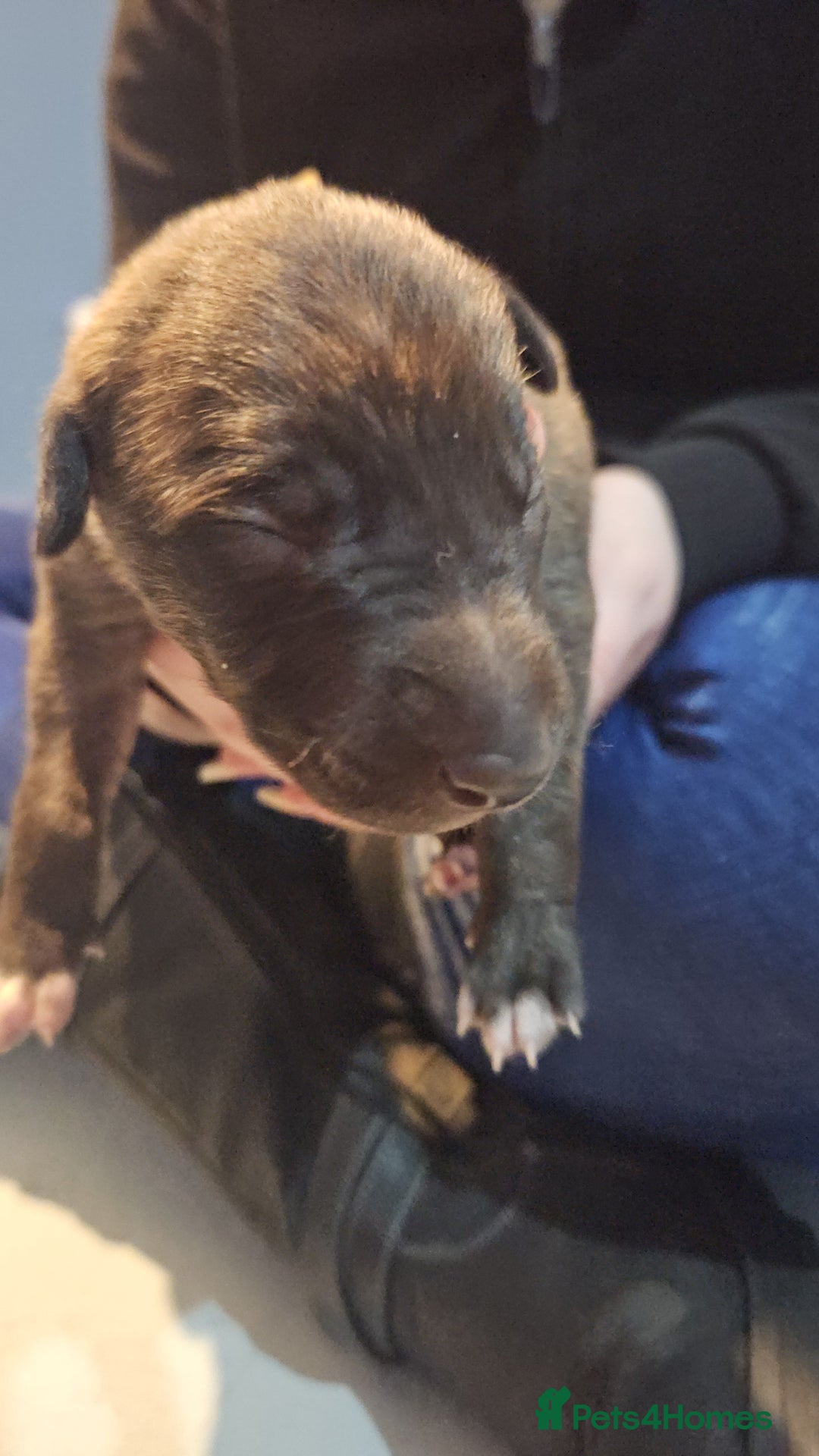 Whippet dogs for sale: 8 beautiful  brindle whippet  - Advert 3