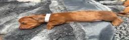 Miniature Dachshund dogs for sale: Long haired miniature dachshunds  in Liverpool - Advert 35