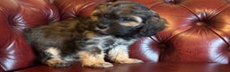 Cavapoo dogs for sale: F1 cavapoo stunning unusual colours  - Advert 4
