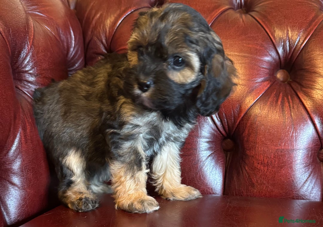 Cavapoo dogs for sale: F1 cavapoo stunning unusual colours  - Advert 4