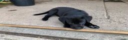 Labrador Retriever dogs for sale: 2 boy Labrador puppies looking for a new home - Advert 6