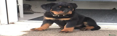 Rottweiler 1