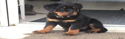 Rottweiler dogs for sale: Beautiful Rottweiler Pups Looking for  Homes in Birmingham - Advert 3