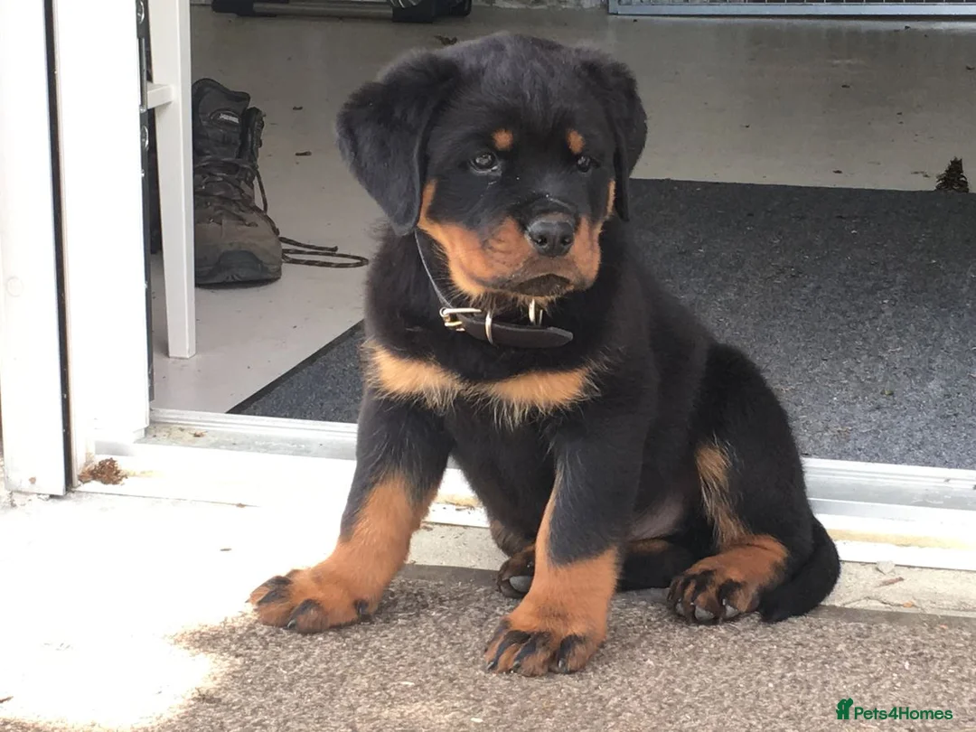 Rottweiler dogs for sale: Beautiful Rottweiler Pups Looking for  Homes in Birmingham - Advert 3