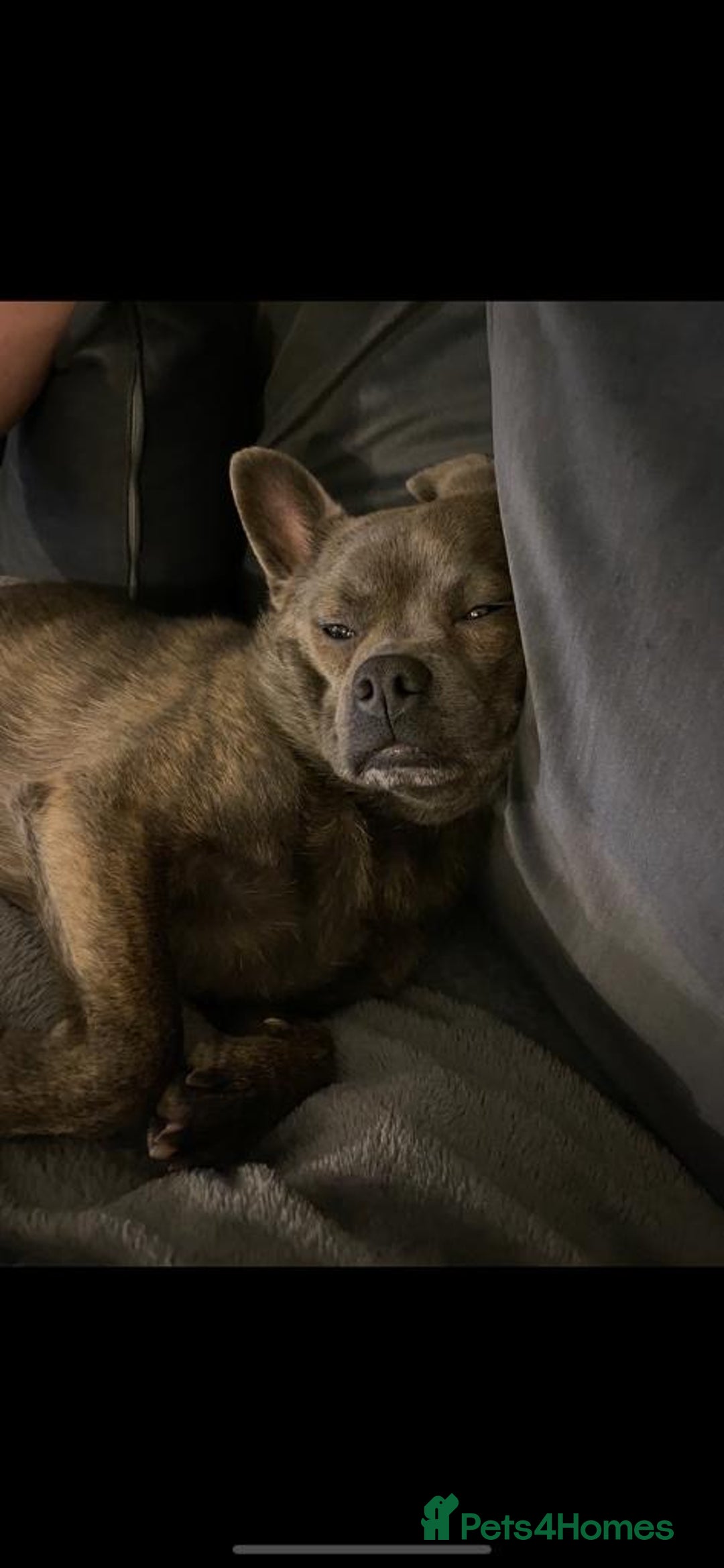 Mixed Breed dogs for sale: Ronnie  - Advert 21