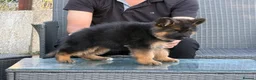 German Shepherd dogs for sale: LONG HAIR GERMAN SHEPHERD PUPPIES, TOP BLOODLINES - Advert 10