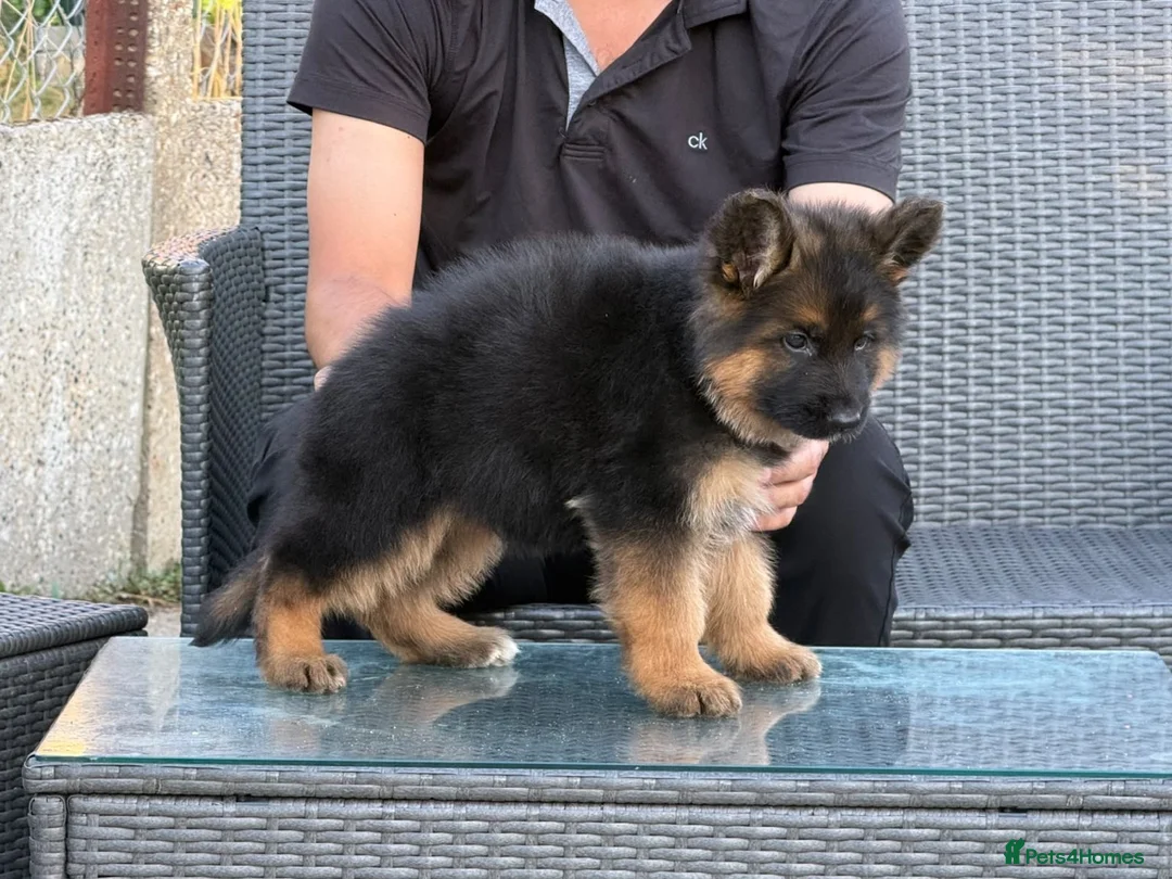 German Shepherd dogs for sale: LONG HAIR GERMAN SHEPHERD PUPPIES, TOP BLOODLINES - Advert 10