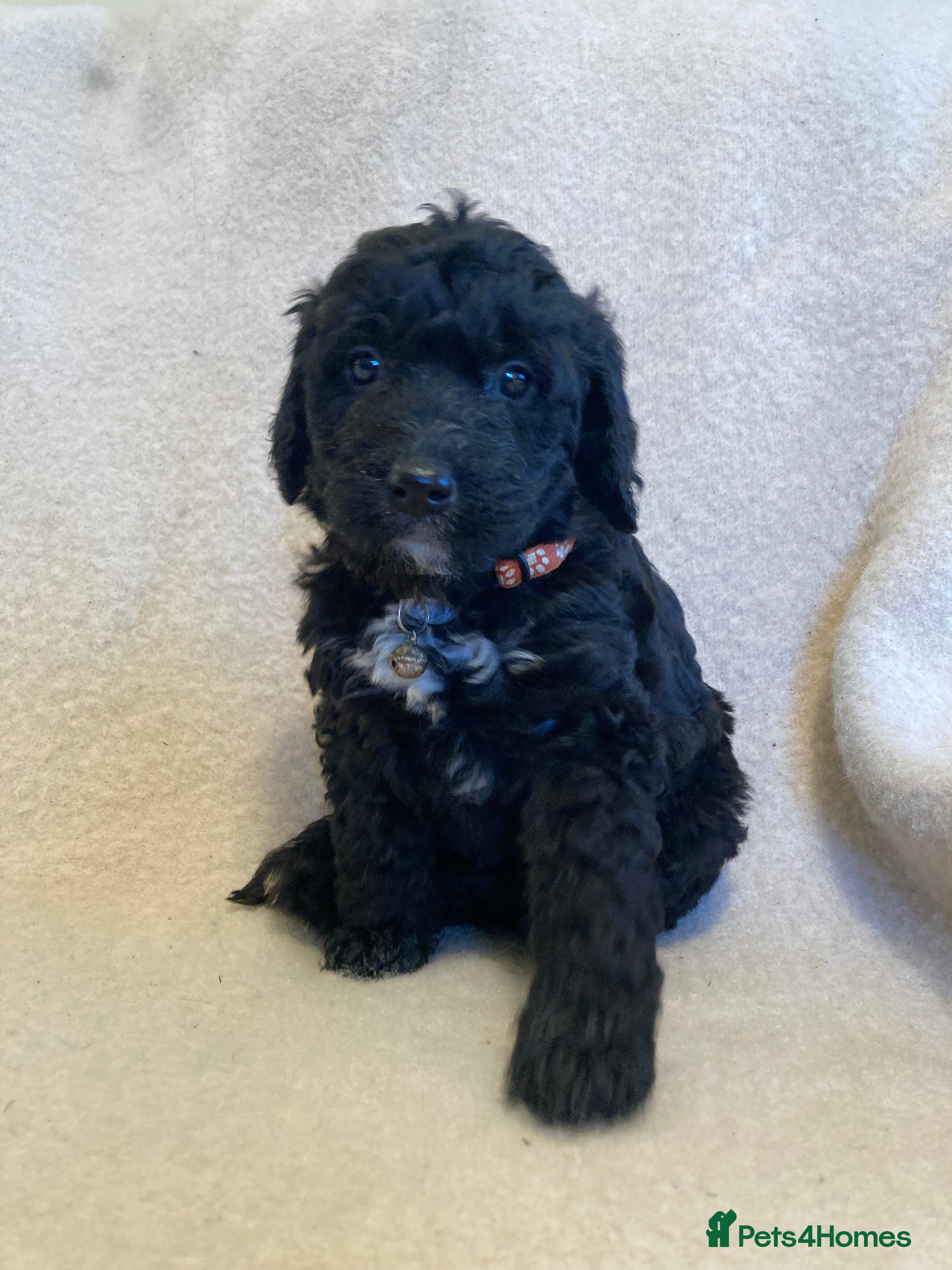 Goldendoodle dogs Goldendoodle puppies - Advert 8