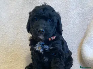 Goldendoodle dogs Goldendoodle puppies - Advert 8