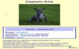 Whippet dogs for sale: Whippet puppies Ready soon! 5 BOYS left  - Image 17