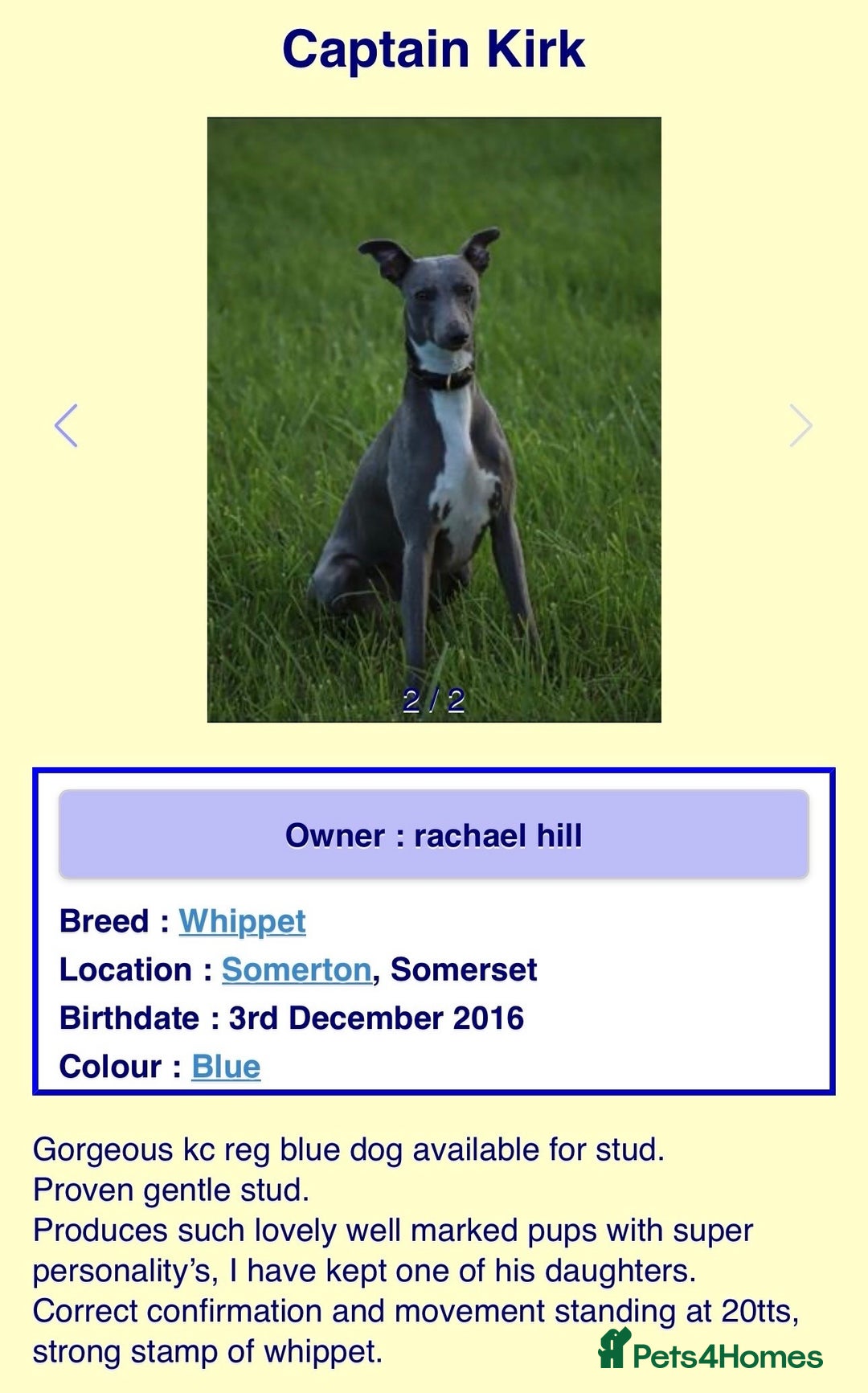 Whippet dogs for sale: Whippet puppies Ready soon! 5 BOYS left  - Image 17