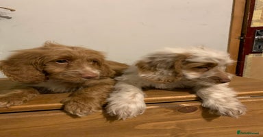 Cockapoo dogs - Advert 11