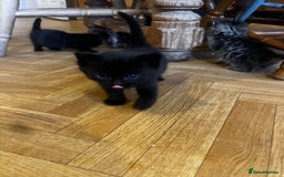 Mixed Breed cats for sale: Adorable Kittens Ready to Leave soon - Advert 8