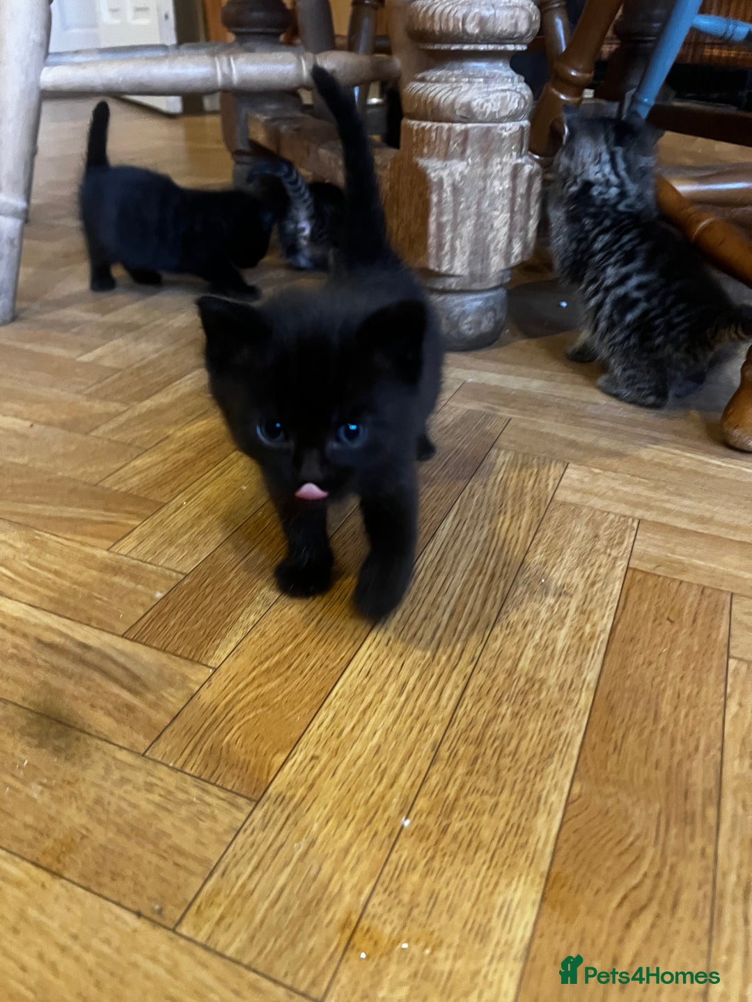 Mixed Breed cats for sale: Adorable Kittens Ready to Leave soon - Advert 8