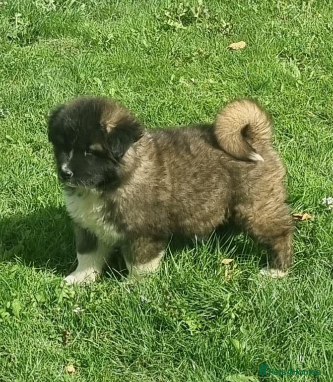 Akita dogs 8 weeks old Akita pup READY  - Advert 2