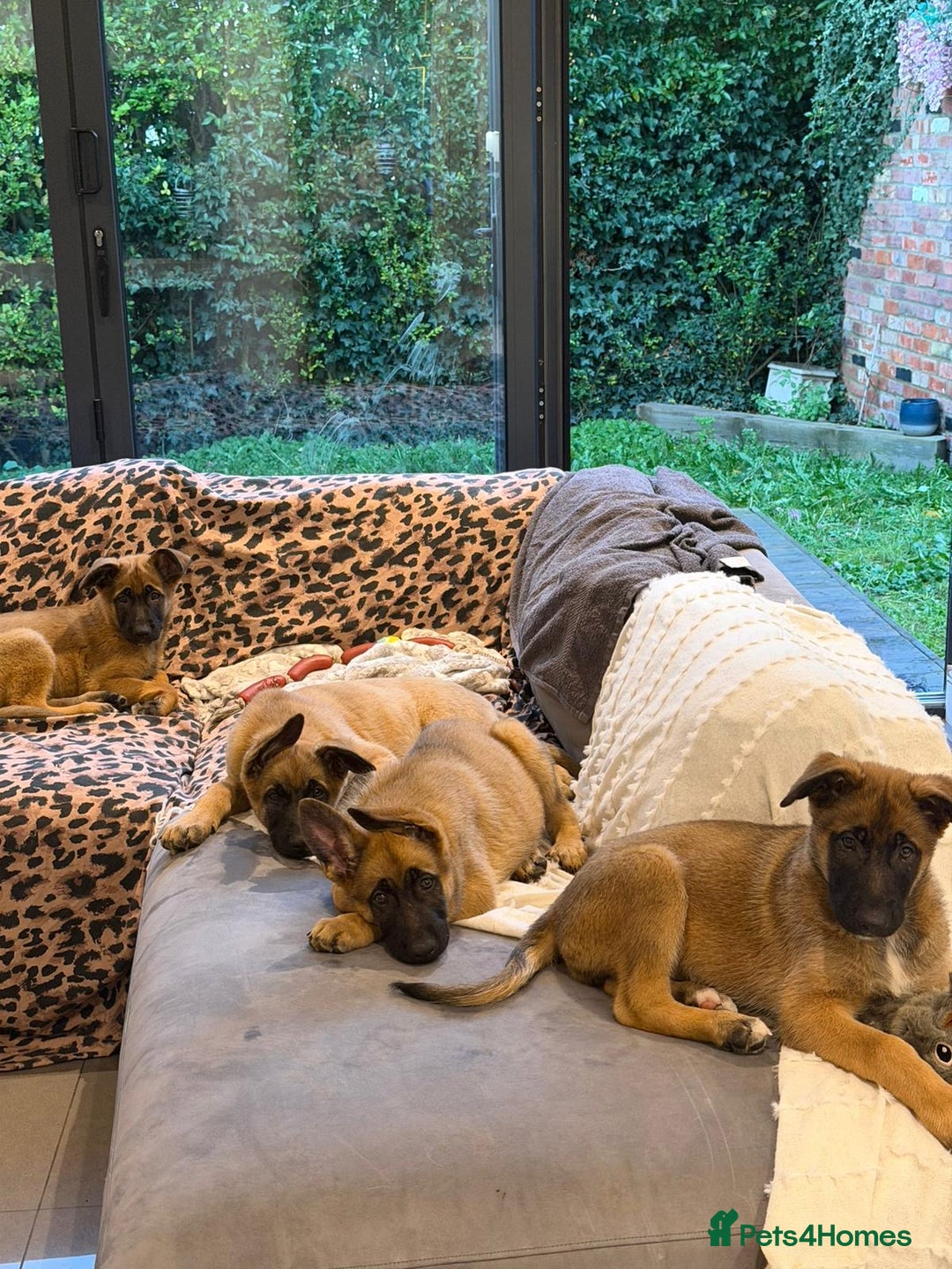 Mixed Breed dogs for sale:  4 Belgian Malinois & German Shepherd Puppies - Advert 16