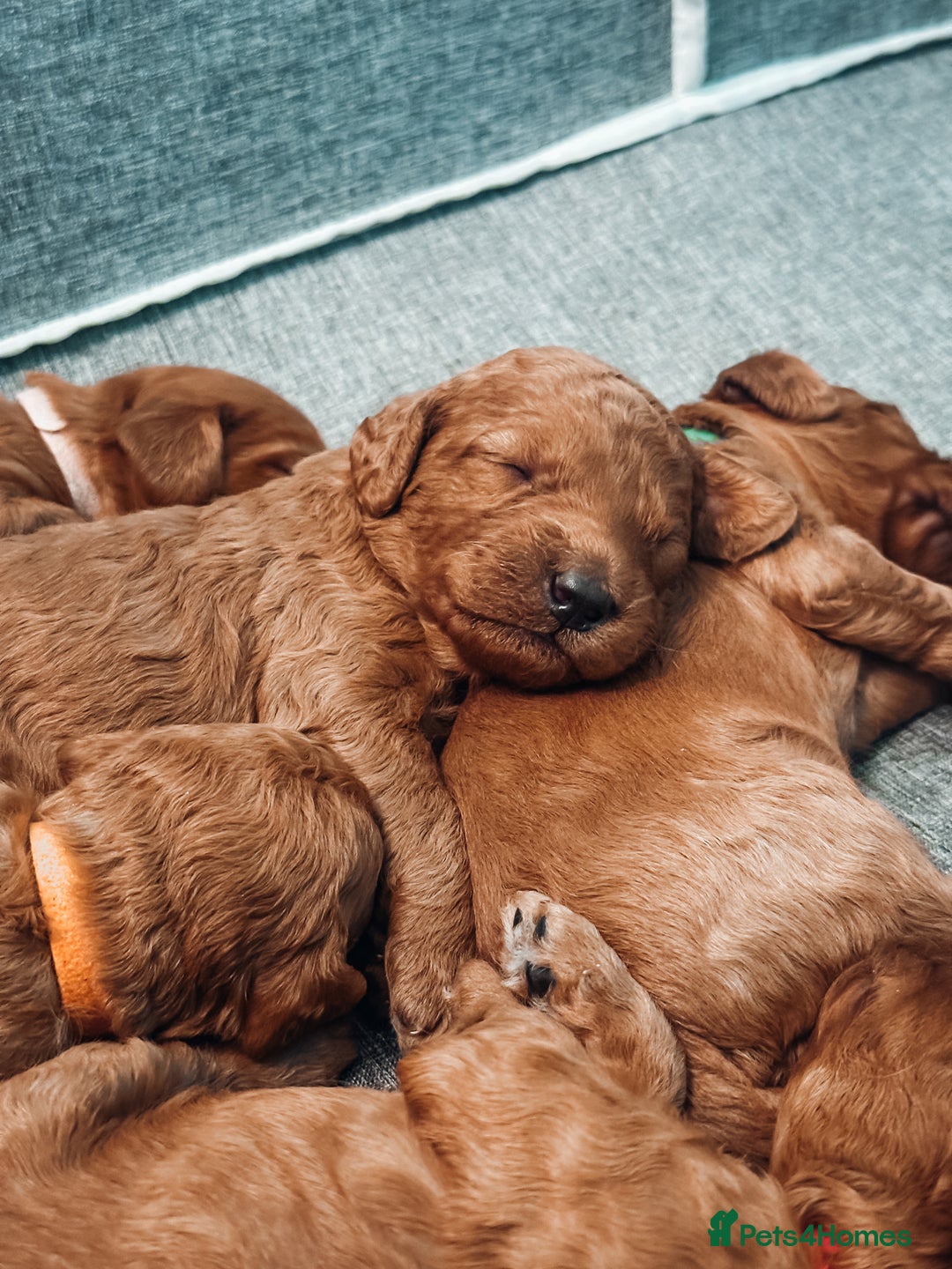 Labradoodle dogs for sale: F2B Labradoodle Puppies – Red & Apricot - Advert 8
