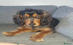 Sprocker dogs for sale: 3 Beautiful Female Sprocker puppies - Image 19