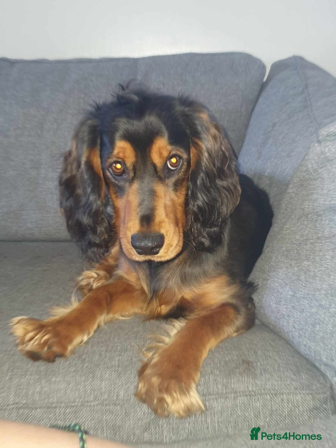 Sprocker dogs for sale: 3 Beautiful Female Sprocker puppies - Image 19