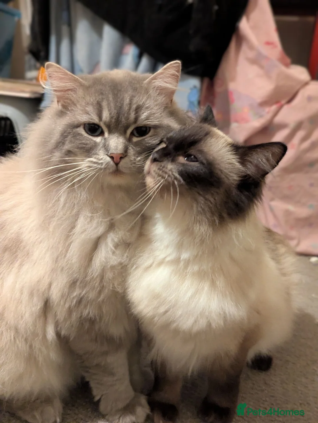 Ragdoll cats for sale: Purebred ragdoll brothers 🩵🩵🩵 - Advert 2