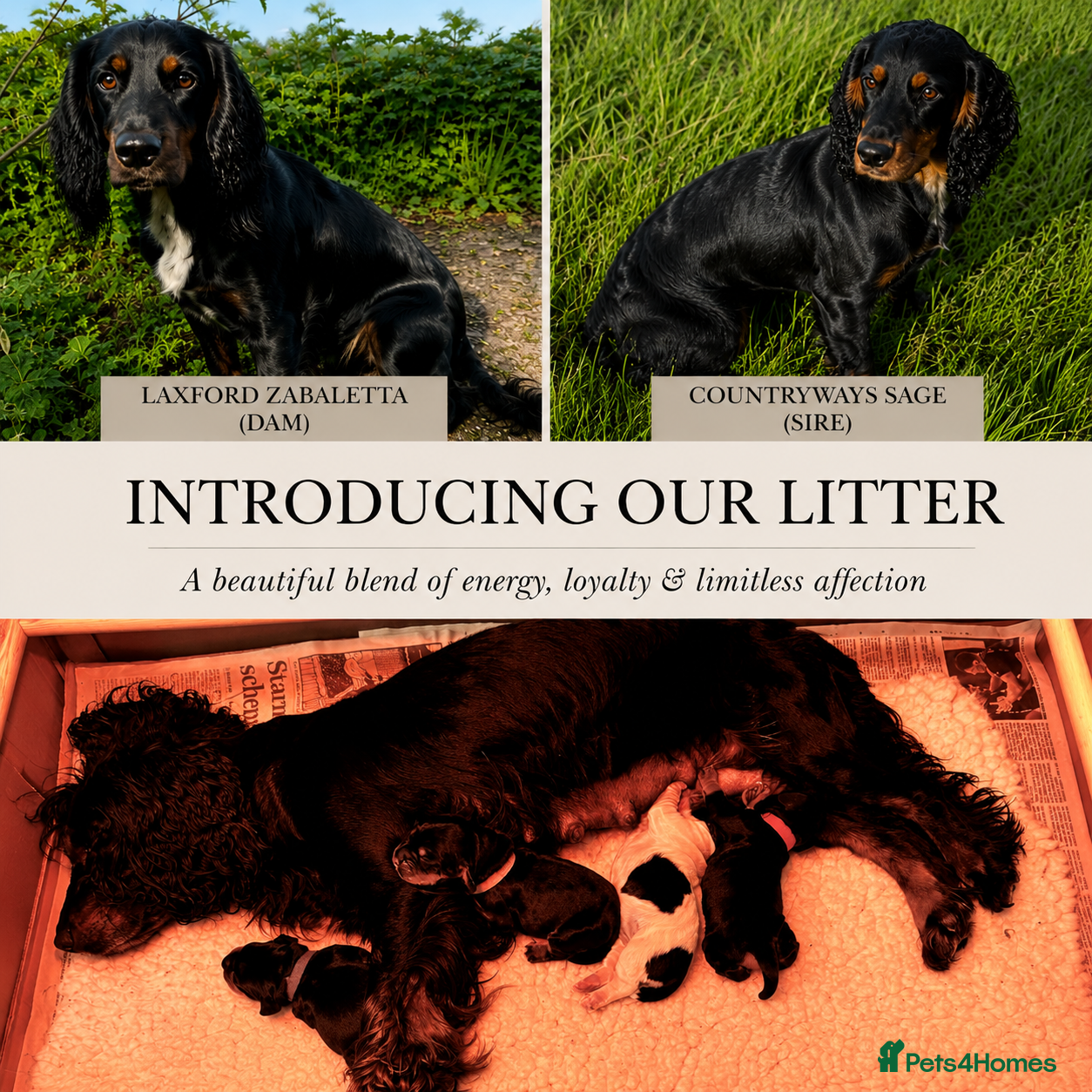 Cocker Spaniel dogs A beautiful litter of 4 health tested, KC cocker - Advert 2
