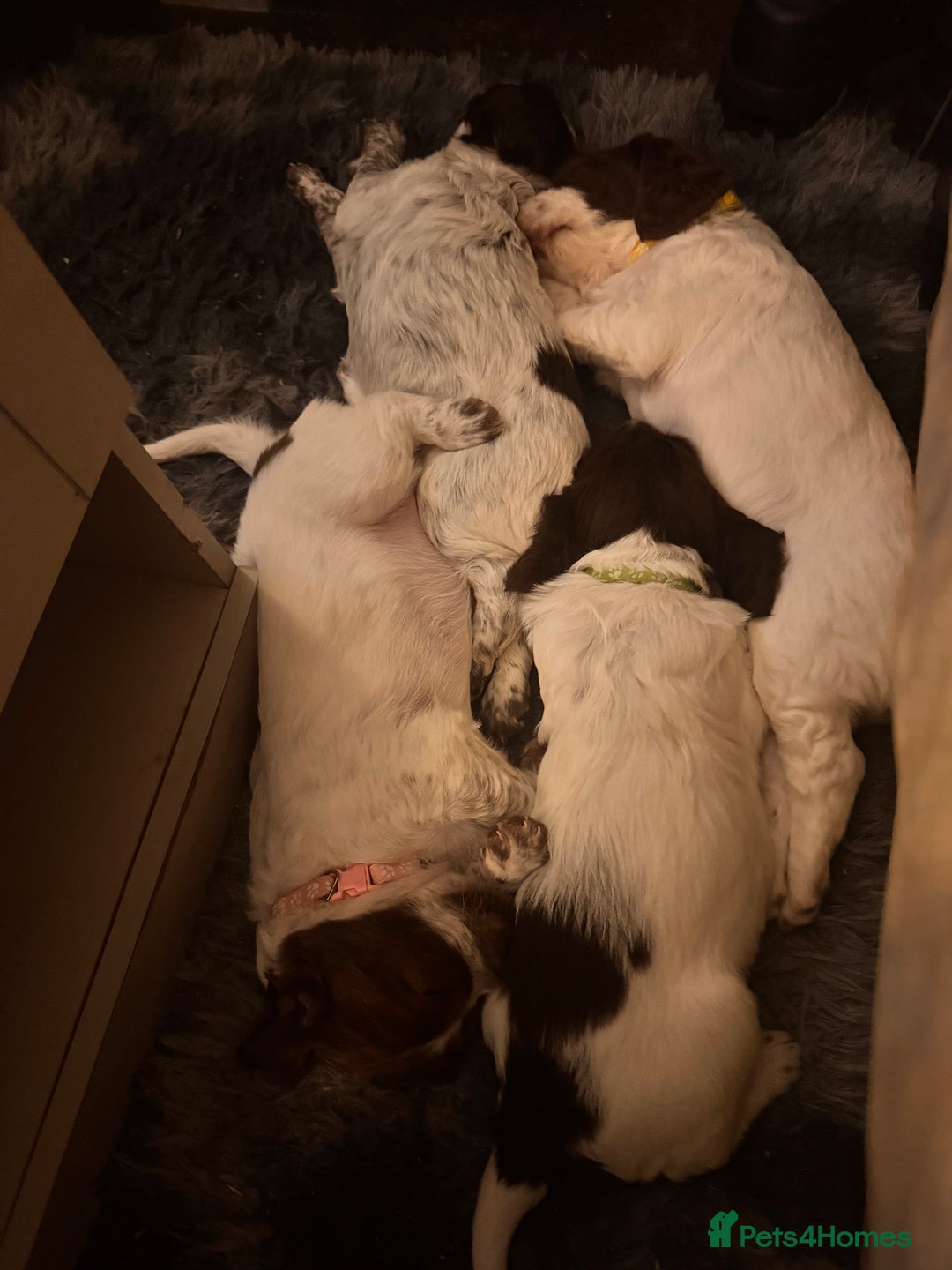 English Springer Spaniel dogs for sale: Springer Spaniel Pups  - Image 5
