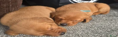 Labrador Retriever 3 (Blue Collar)