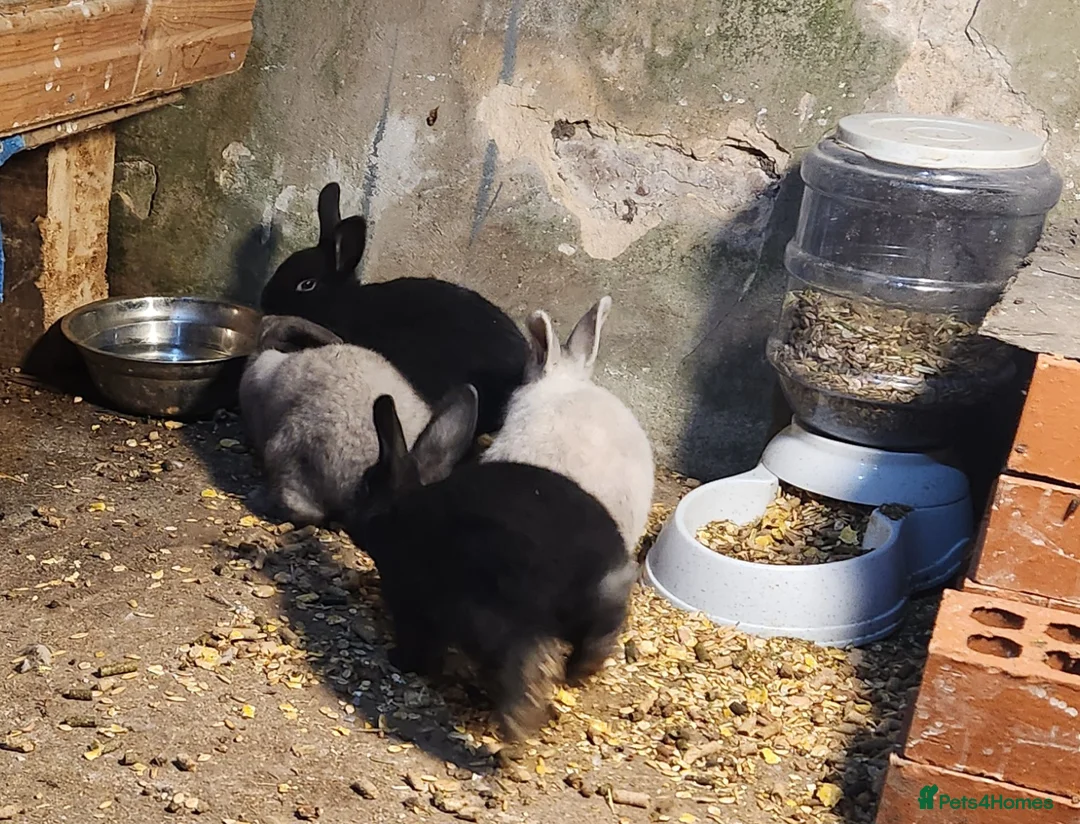 Mixed Breed rabbits for sale: Adorable Mixed Breed Baby Rabbits - Born October  - Advert 11