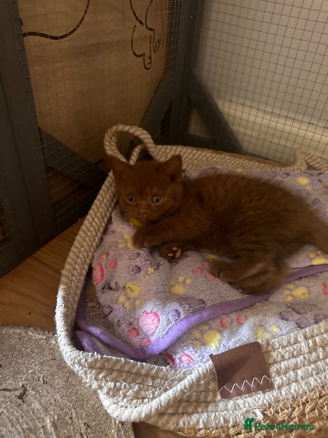 British Shorthair cats for sale: British shorthair kittens  - Image 9