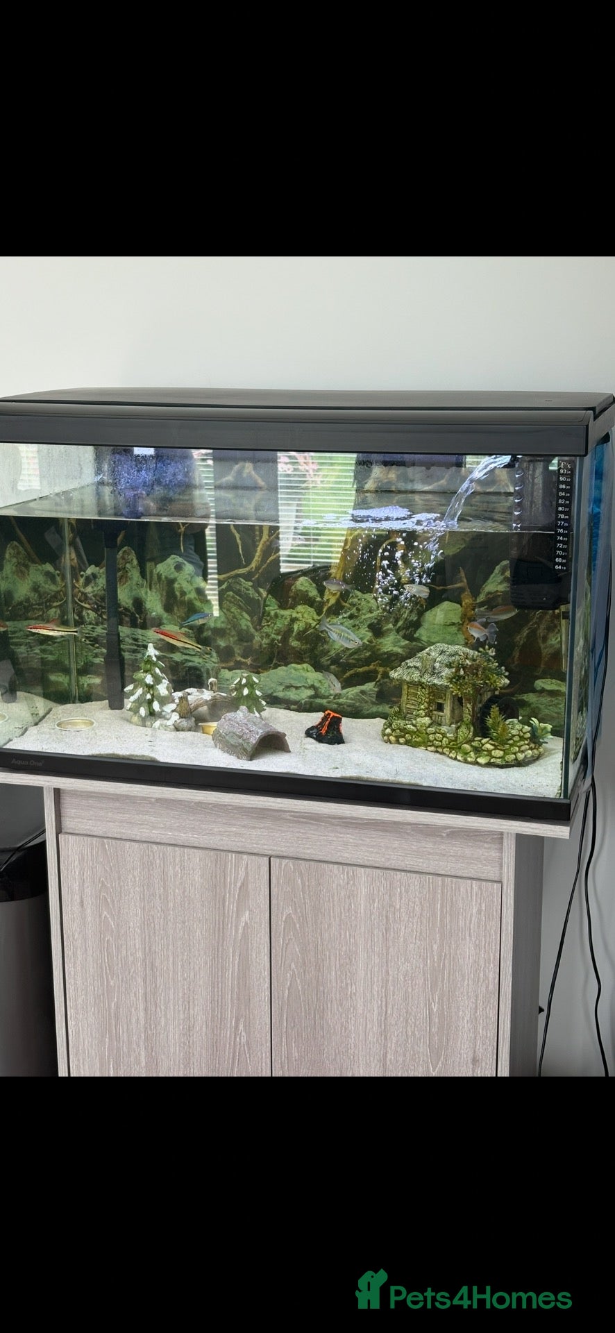 Rainbow Fish fish Tropical fish tank and fish  - Advert 1