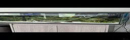 Rainbow Fish fish for sale: Tropical fish tank and fish  in Saint Asaph - Advert 1