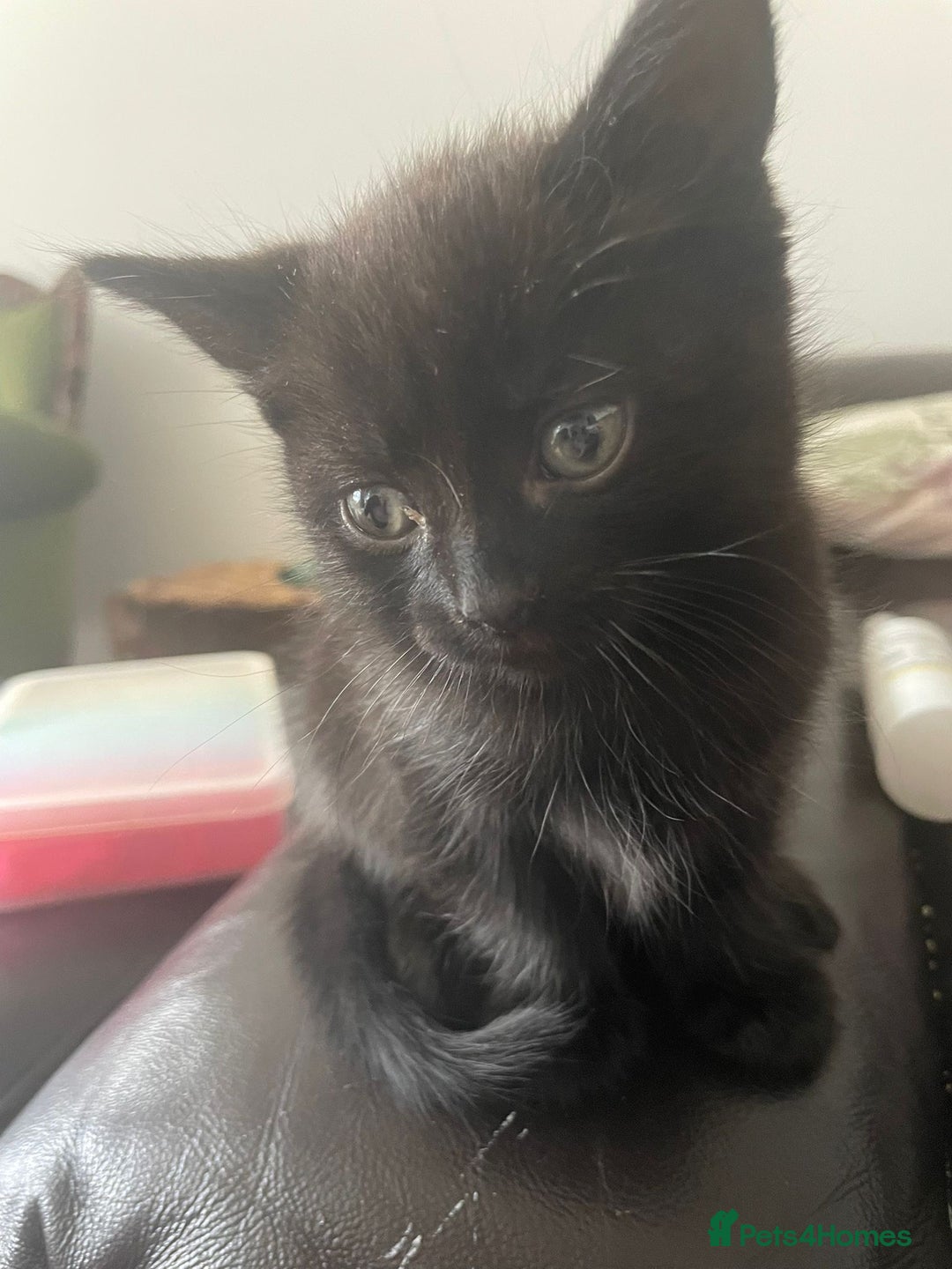Mixed Breed cats for sale: Mix breed 3 boys 2 girls  - Image 7