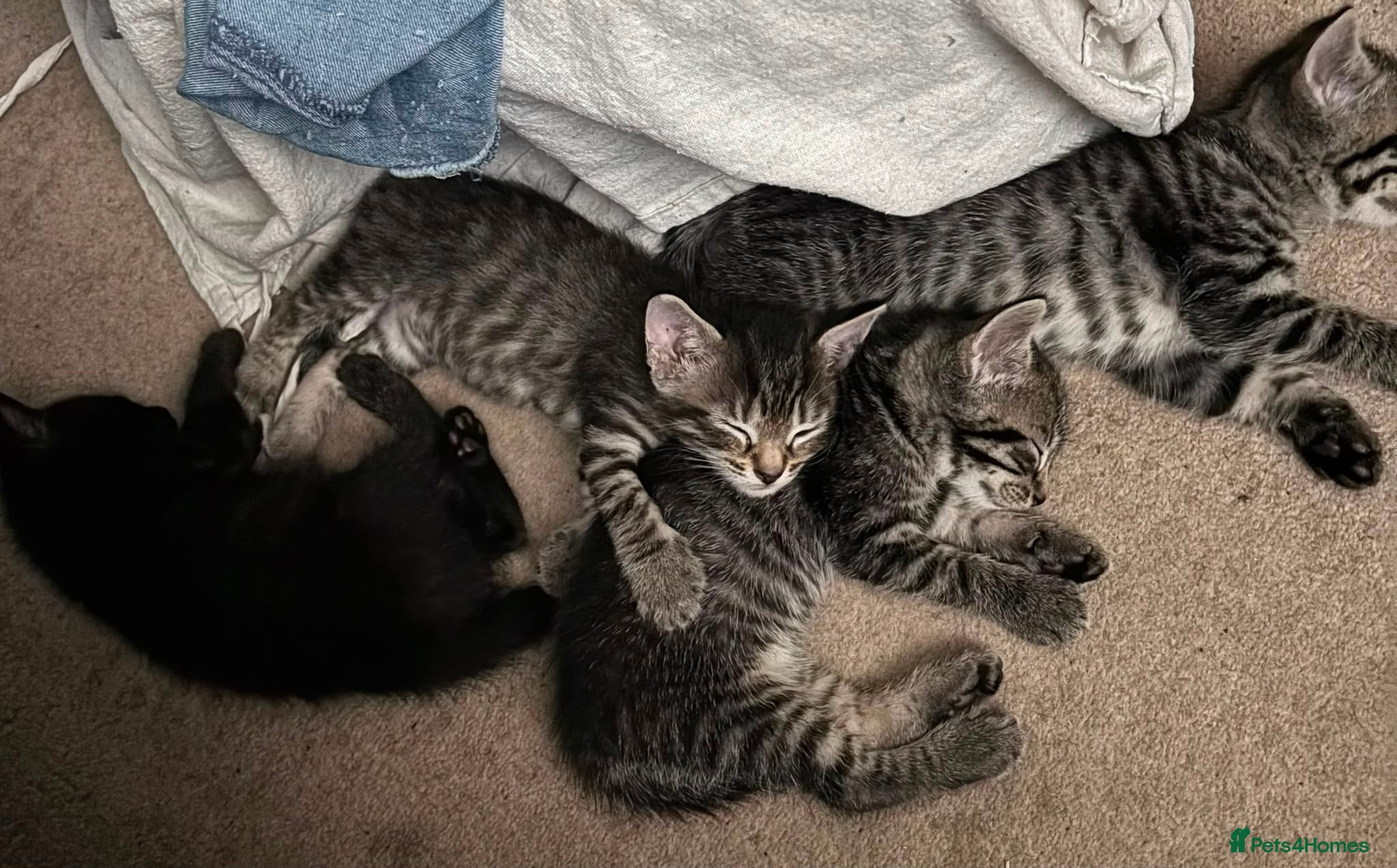 Mixed Breed cats Striking stormy tabby sisters, raised underfoot - Advert 2