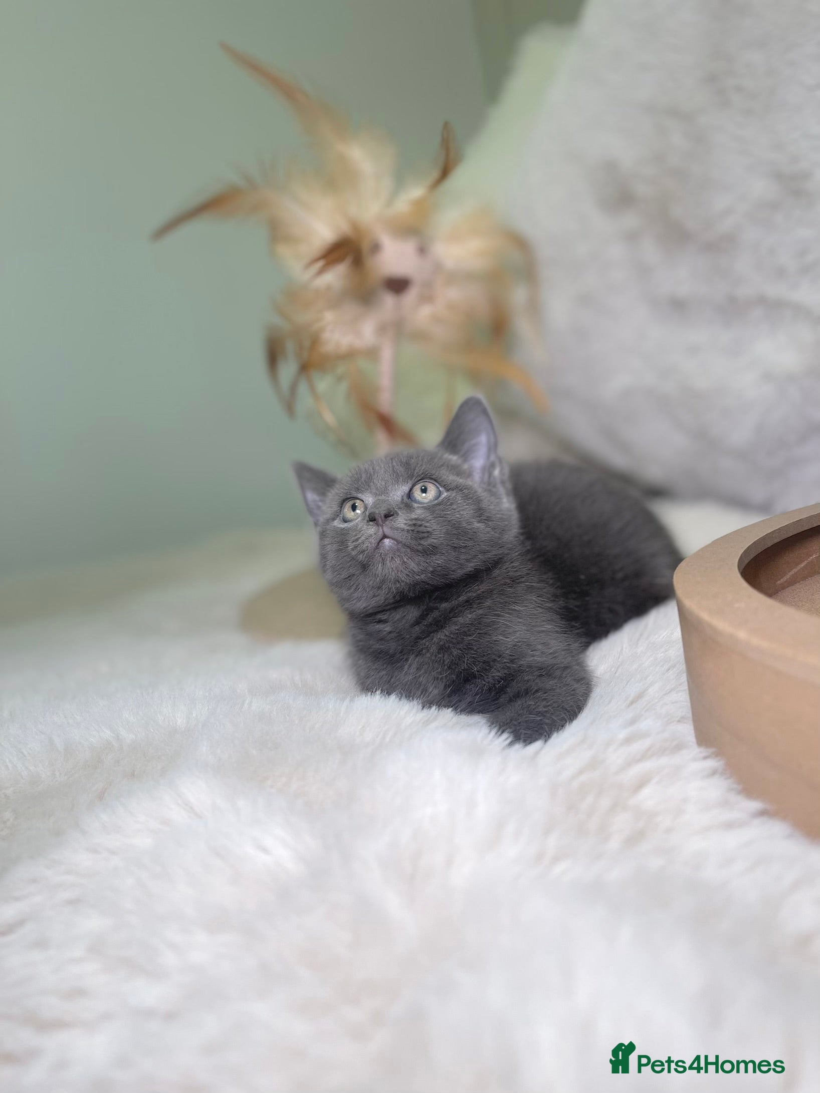 Mixed Breed cats Stunning kittens ready now  - Advert 14