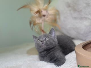 Mixed Breed cats Stunning kittens ready now - Advert 14